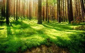 Forest wide wallpapers and HD wallpapers