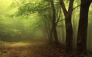 Forest wide wallpapers and HD wallpapers