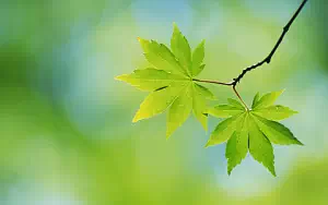 Green leaves wide wallpapers and HD wallpapers