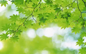 Green leaves wide wallpapers and HD wallpapers