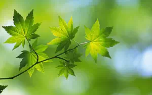 Green leaves wide wallpapers and HD wallpapers