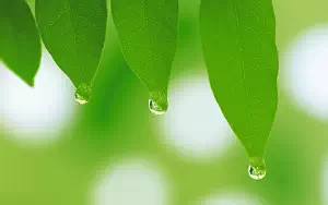 Green leaves wide wallpapers and HD wallpapers