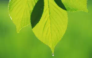 Green leaves wide wallpapers and HD wallpapers