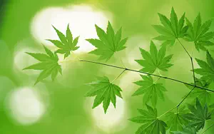 Green leaves wide wallpapers and HD wallpapers