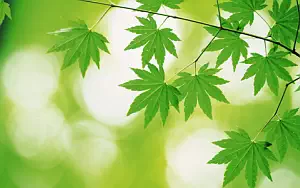 Green leaves wide wallpapers and HD wallpapers