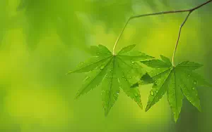 Green leaves wide wallpapers and HD wallpapers