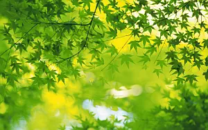 Green leaves wide wallpapers and HD wallpapers