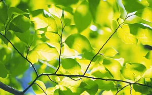 Green leaves wide wallpapers and HD wallpapers