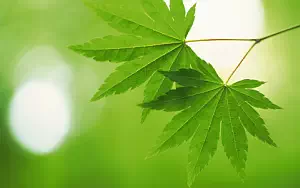 Green leaves wide wallpapers and HD wallpapers