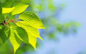 Green leaves wide wallpapers and HD wallpapers