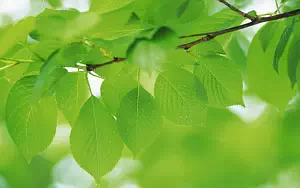 Green leaves wide wallpapers and HD wallpapers