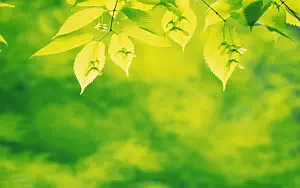 Green leaves wide wallpapers and HD wallpapers