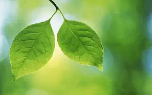 Green leaves wide wallpapers and HD wallpapers