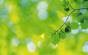 Green leaves wide wallpapers and HD wallpapers