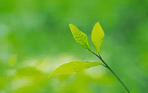 Green leaves wide wallpapers and HD wallpapers