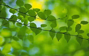 Green leaves wide wallpapers and HD wallpapers