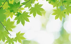 Green leaves wide wallpapers and HD wallpapers