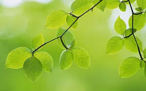 Green leaves wide wallpapers and HD wallpapers