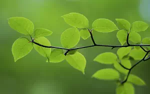 Green leaves wide wallpapers and HD wallpapers