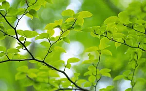 Green leaves wide wallpapers and HD wallpapers