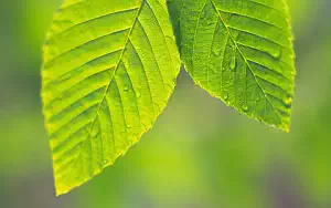 Green leaves wide wallpapers and HD wallpapers