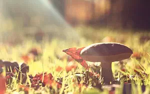 Mushrooms wide wallpapers and HD wallpapers