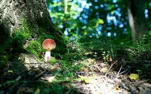 Mushrooms wide wallpapers and HD wallpapers