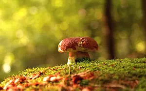 Mushrooms wide wallpapers and HD wallpapers