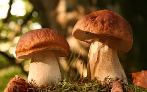 Mushrooms wide wallpapers and HD wallpapers