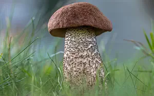 Mushrooms wide wallpapers and HD wallpapers