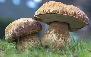 Mushrooms wide wallpapers and HD wallpapers