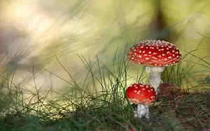 Mushrooms wide wallpapers and HD wallpapers