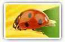 Ladybird desktop wallpapers