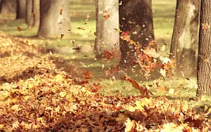 Autumn wallpapers