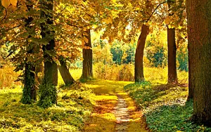 Autumn wallpapers