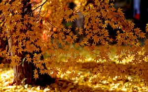 Autumn wallpapers