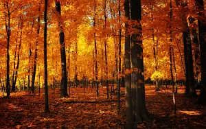 Autumn wallpapers