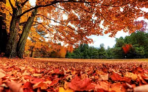 Autumn wallpapers