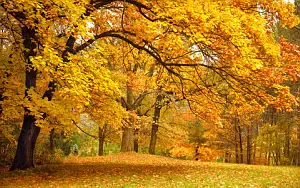 Autumn wallpapers