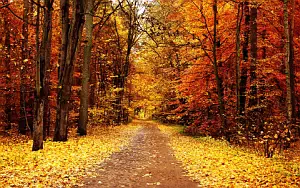 Autumn wallpapers