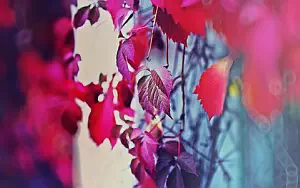 Autumn wallpapers