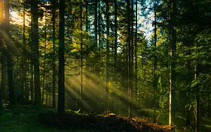 Forest wallpapers