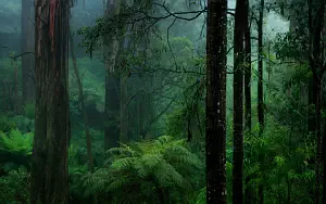 Forest wallpapers