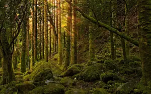 Forest wallpapers
