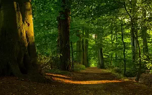 Forest wallpapers