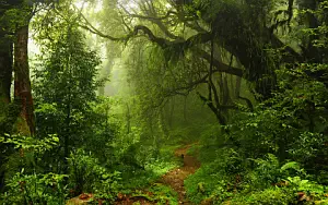 Forest wallpapers