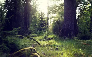 Forest wallpapers