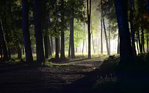 Forest wallpapers