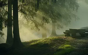Forest wallpapers