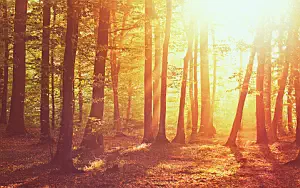 Forest wallpapers